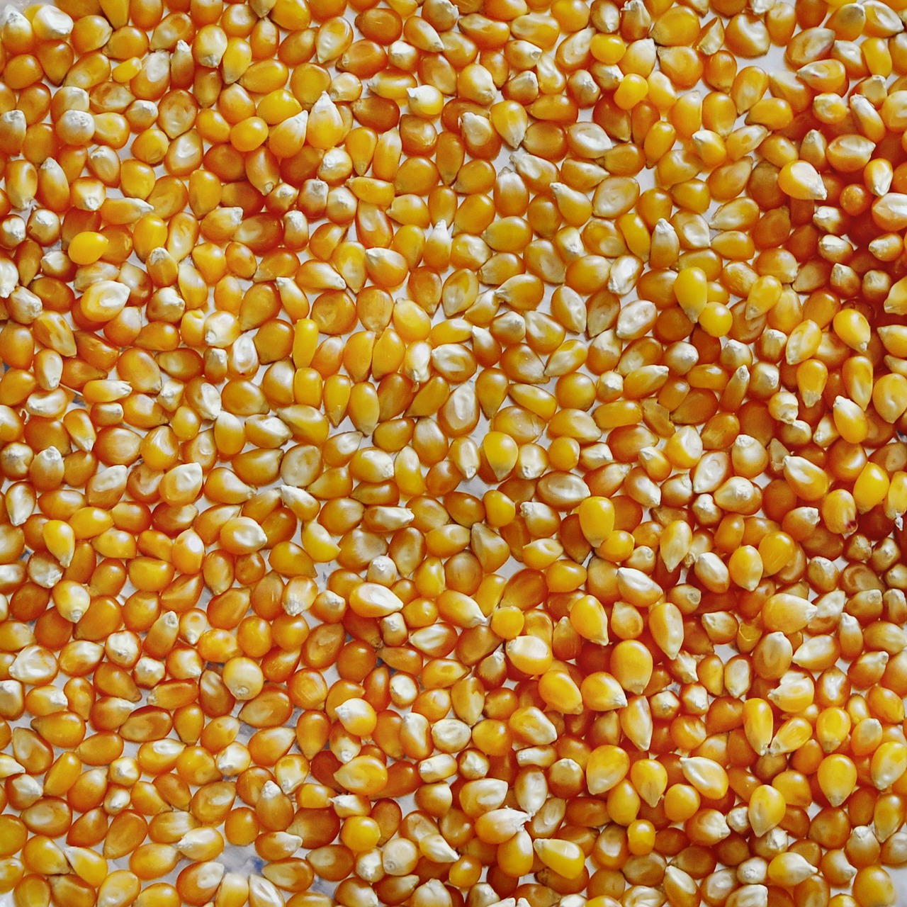 popcorn, corn, macro-76512.jpg