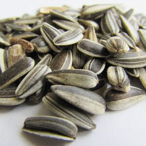 sunflower seeds, bird food, kernels-537652.jpg