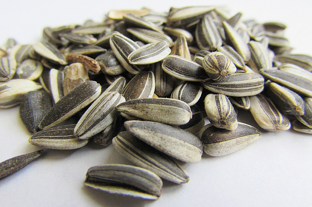 sunflower seeds, bird food, kernels-537652.jpg