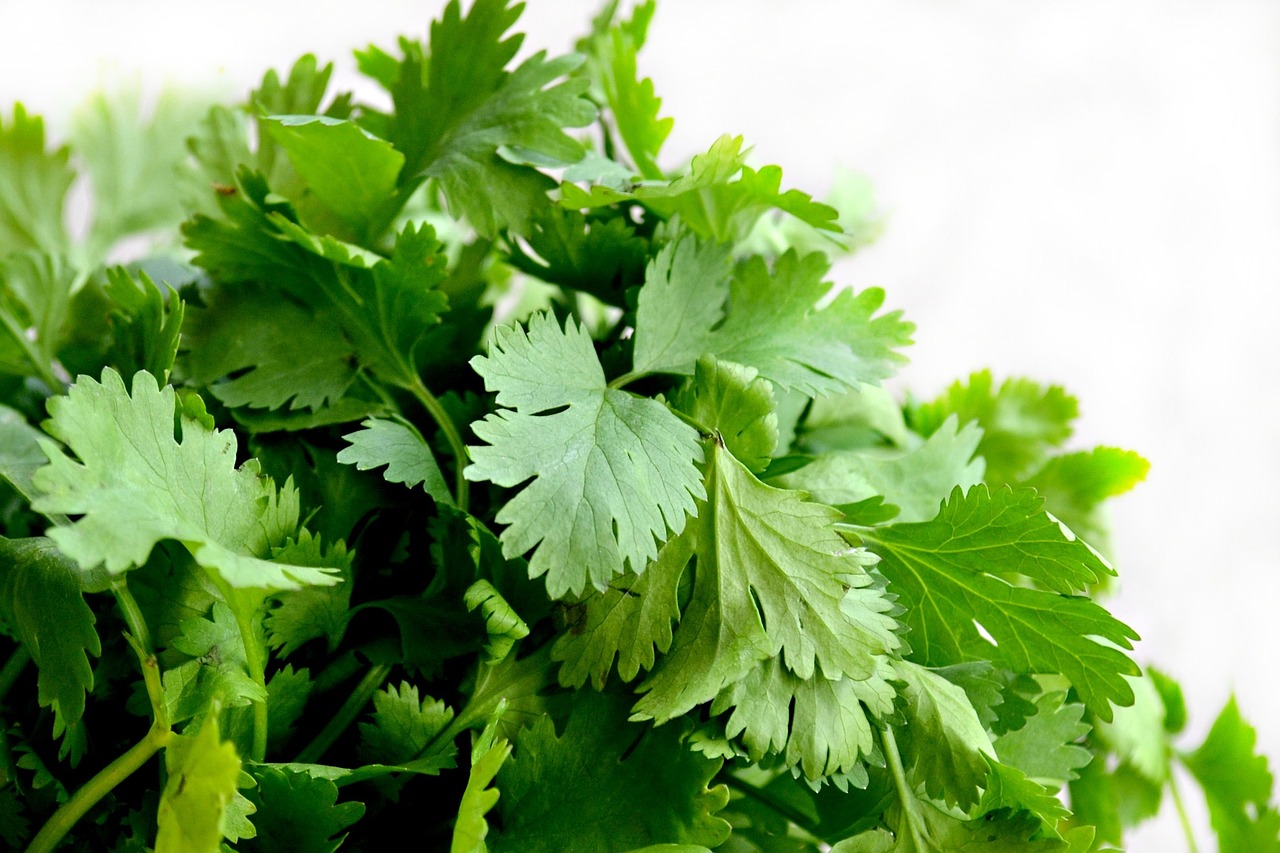 cilantro, herbs, food-1287301.jpg