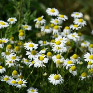chamomilla, flowers, nature-5397637.jpg