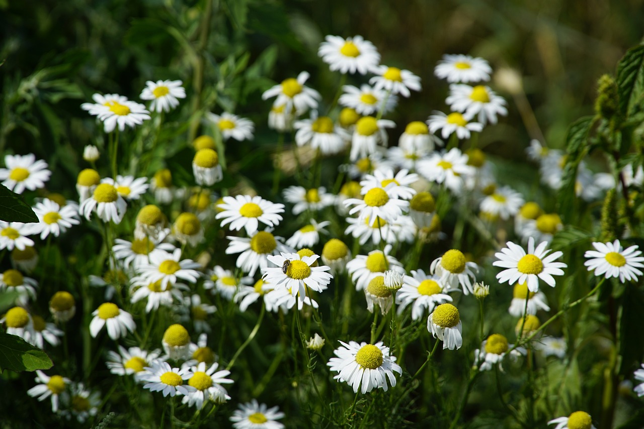 chamomilla, flowers, nature-5397637.jpg