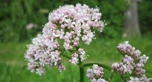 Valeriana 35g