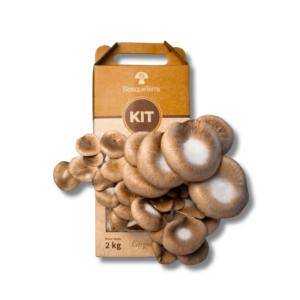 Kit autocultivo girgolas Grises- Bosque Terra
